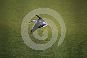 Black-winged stilt flying over a lake.