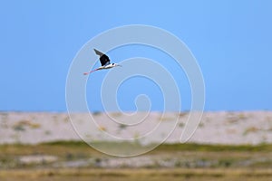 A black winged stilt flying on a sunny day