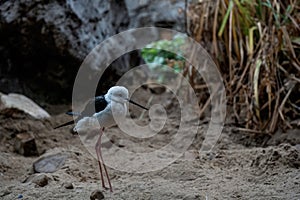 Black-Winged Stilt Foraging in Coastal Sands