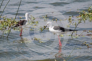 Black-winged Stilt Himan topus himantopus bird