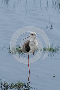 Black-winged Stilt, Himanthopus himantophus