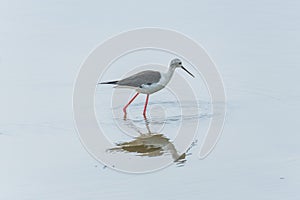 Black-winged Stilt, Himanthopus himantophus,