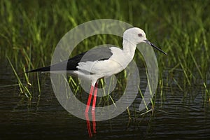 Black-winged Stilt, Himanthopus himantophus, black and white bird with long red leg, in the nature habitat, water pond, India