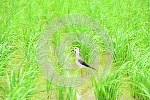 Black-winged Stilt, Himanthopus himantophus, black and white bird with long red legs, in nature habitat or rice paddy field,