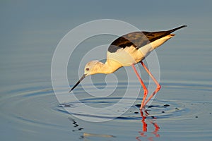 Black-winged Stilt, Himanthopus himantophus, black and white bird with long red legs, in the nature habitat, water pond, India.