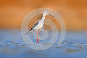 Black-winged Stilt, Himanthopus himantophus, black and white bird with long red legs, in the nature habitat, water pond, India.