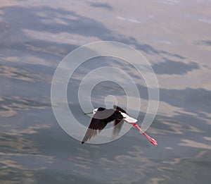 black-winged stilt