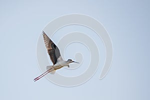 Black winged stilt captured while in flight