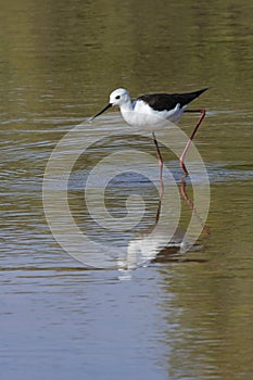 Black-winged Stilt Himantopus himantopus