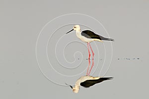 Black-winged stilt / Himantopus himantopus photo