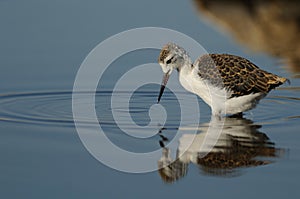 Black-Winged Stilt (Himantopus Himantopus)