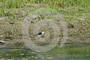 Black-winged Stilt (himantopus himantopus)