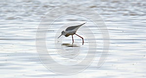 The black-winged stilt Himantopus himantopus