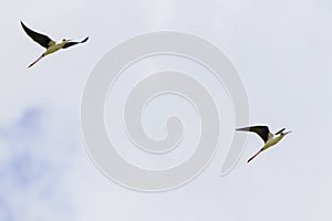 Black winged stilt (Himantopus himantopus)