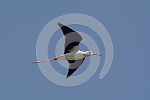 black winged stilt (himantopus himantopus)