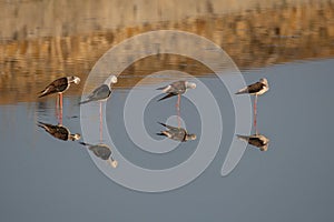 The black-winged stilt (Himantopus himantopus) bird on salt lake