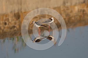 The black-winged stilt (Himantopus himantopus) bird on salt lake