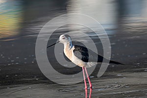 The black-winged stilt (Himantopus himantopus) bird on salt lake