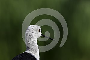 Black-winged stilt (himantopus himantopus) copy space