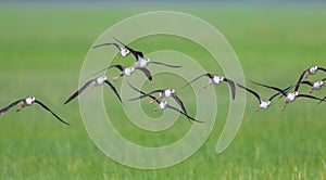 Black-winged Stilt (Himantopus himantopus )