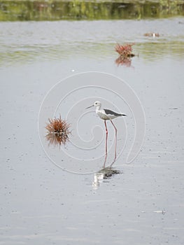 black-winged stilt (Himantopus himantopus) isolated in a lagoon