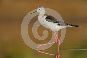 Black Winged Stilt - Himantopus himantopus -  Pernilongo