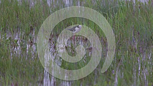 Black winged stilt or Himantopus himantopus searches for food through the vegetation of a water