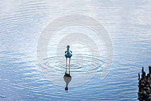 The black-winged stilt Himantopus himantopus is a widely distributed