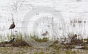 Black-winged Stilt Himantopus hymantopus and spotted thick-knee bird Burhinus oediknemus