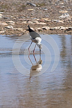 Black-winged Stilt - Himantopus himantopus photo