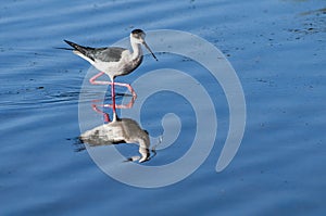 Black-winged Stilt - Himantopus himantopus photo