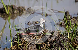 Black-Winged Stilt incubating in the nest Which likes to nest in the open space on the ground