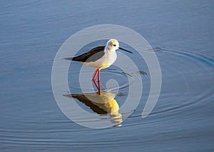 The black-winged stilt in Kruger National Park