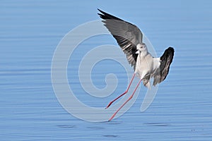 Black Winged Stilt landing in water