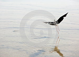 Black-winged stilt a large water bird flies