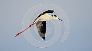 Black-Winged Stilt long leged water bird flying in flight against clear blue sky in the background