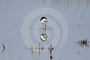 black-winged stilt looks at his reflection in the body of water