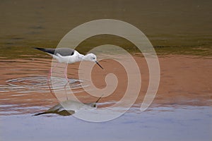 Black-winged Stilt in the marsh