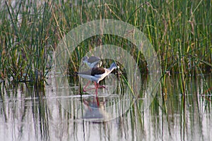 Black winged stilt In the Nal Lake