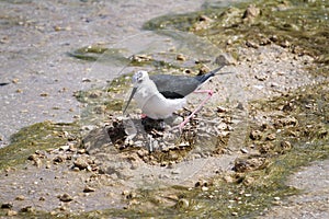 Black Winged Stilt on Nest