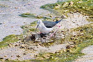 Black Winged Stilt on Nest