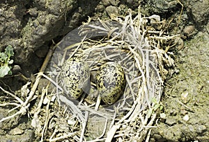 Black-winged Stilt nest with eggs / Himantopus himantopus