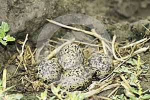 Black-winged stilt nest with eggs / Himantopus himantopus