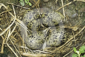 Black-winged stilt nest with eggs / Himantopus himantopus