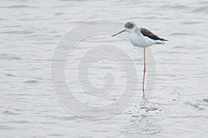 Black-winged Stilt on one leg