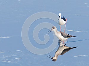 Black Winged stilt pair in fight