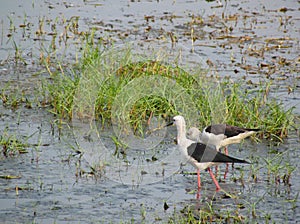 Black winged stilt pair in lake Chilika, India