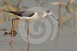 Black-winged stilt perched on the edge of a body of water, surrounded by lush reeds and grass