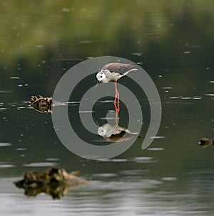 Black-winged Stilt in rain