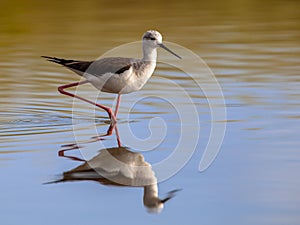 black winged stilt in reflecting water